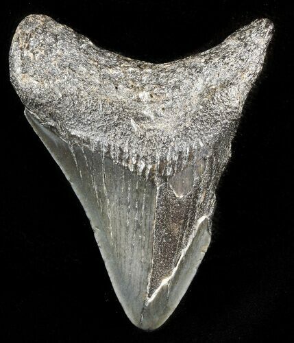 Juvenile Megalodon Tooth - South Carolina #45848